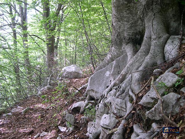 abbracciato alla roccia.JPG